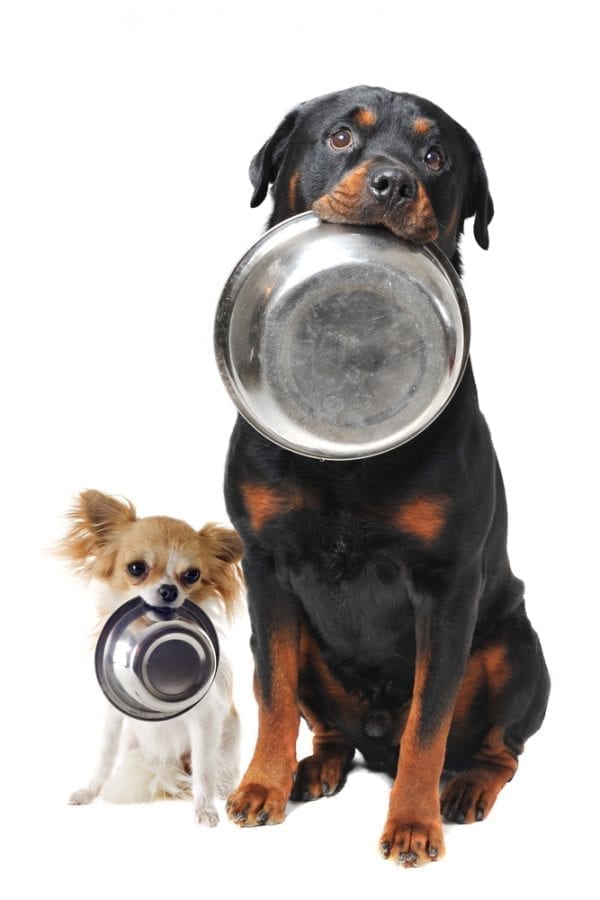 Chihauhua and Rottweiler dogs holding bowls in their mouth waiting for some home-made dog treats