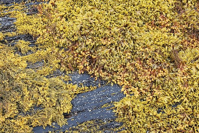 Northern Seaweed/Norwegian kelp